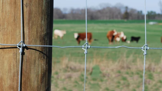 Galvanisierter fester Knoten-Rotwild-Zaun-Rinder-Rotwild-Pferdefeld-Zaun für Bauernhof